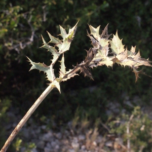 Photographie n°267510 du taxon Carlina corymbosa L. [1753]