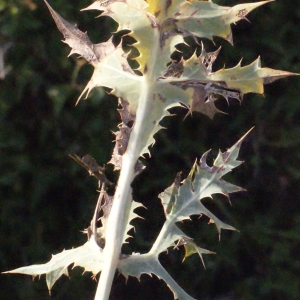 Photographie n°267511 du taxon Carlina corymbosa L. [1753]