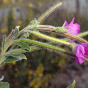 Photographie n°267547 du taxon Epilobium hirsutum L. [1753]