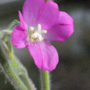 Photographie n°267549 du taxon Epilobium hirsutum L. [1753]