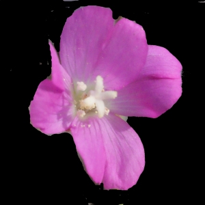 Photographie n°267550 du taxon Epilobium hirsutum L. [1753]