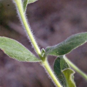 Photographie n°267552 du taxon Epilobium hirsutum L. [1753]