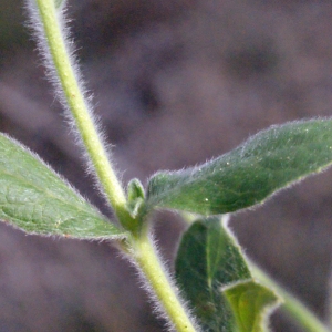 Photographie n°267553 du taxon Epilobium hirsutum L. [1753]