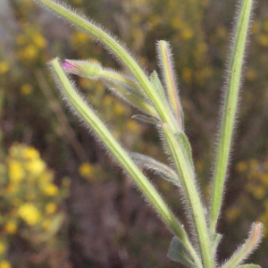 Photographie n°267554 du taxon Epilobium hirsutum L. [1753]