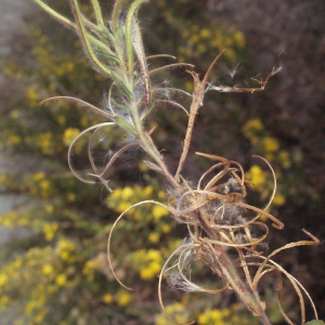 Photographie n°267558 du taxon Epilobium hirsutum L. [1753]