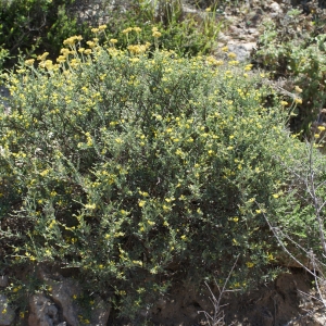 Photographie n°267566 du taxon Anthyllis hermanniae L. [1753]