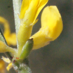 Photographie n°267570 du taxon Anthyllis hermanniae L. [1753]