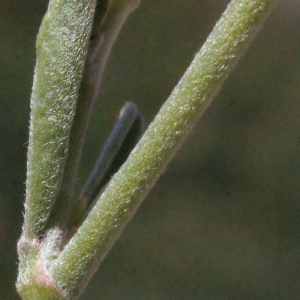 Photographie n°267573 du taxon Anthyllis hermanniae L. [1753]