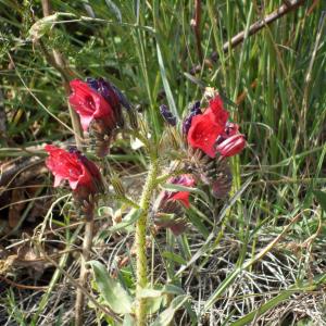 Photographie n°267630 du taxon Echium creticum L. [1753]