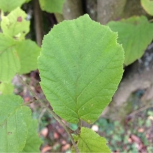 Photographie n°267641 du taxon Corylus avellana L. [1753]