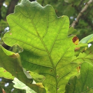 Photographie n°267662 du taxon Quercus robur L. [1753]