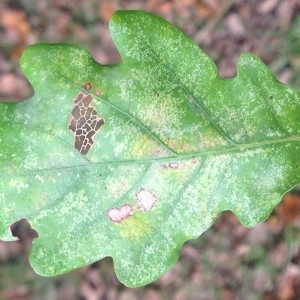 Photographie n°267663 du taxon Quercus robur L. [1753]