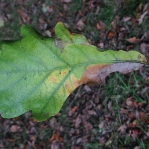 Photographie n°267664 du taxon Quercus robur L. [1753]