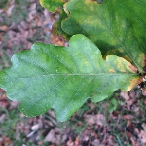 Photographie n°267666 du taxon Quercus robur L. [1753]