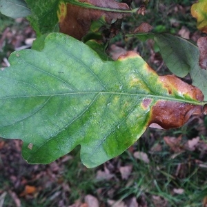 Photographie n°267670 du taxon Quercus robur L. [1753]