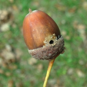 Photographie n°267676 du taxon Quercus robur L. [1753]