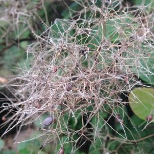 Photographie n°267721 du taxon Cotinus coggygria Scop. [1771]