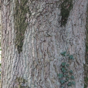 Photographie n°267743 du taxon Quercus robur subsp. fastigiata (Lam.) A.Camus