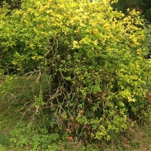 Photographie n°267747 du taxon Poncirus trifoliata (L.) Raf. [1838]