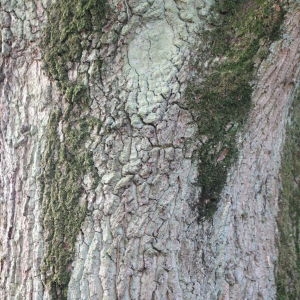 Photographie n°267748 du taxon Quercus robur subsp. fastigiata (Lam.) A.Camus