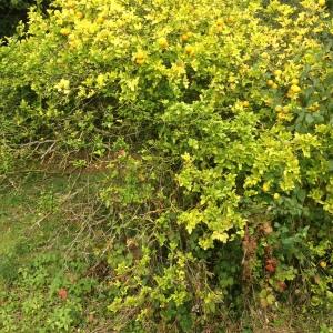 Photographie n°267750 du taxon Poncirus trifoliata (L.) Raf. [1838]