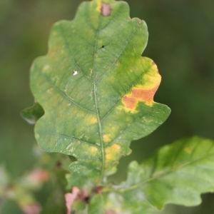 Photographie n°267751 du taxon Quercus robur subsp. fastigiata (Lam.) A.Camus