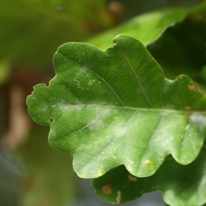 Photographie n°267755 du taxon Quercus robur subsp. fastigiata (Lam.) A.Camus