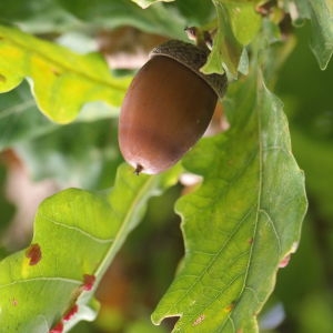 Photographie n°267760 du taxon Quercus robur subsp. fastigiata (Lam.) A.Camus
