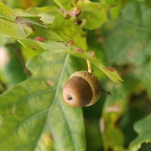 Photographie n°267761 du taxon Quercus robur subsp. fastigiata (Lam.) A.Camus