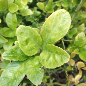 Poncirus trifoliata (L.) Raf. (Japanese Bitter-orange)