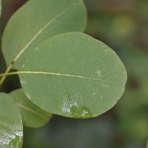 Photographie n°267813 du taxon Cotinus coggygria Scop. [1771]