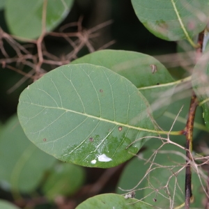 Photographie n°267815 du taxon Cotinus coggygria Scop. [1771]