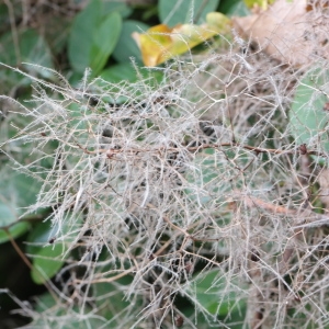 Photographie n°267824 du taxon Cotinus coggygria Scop. [1771]