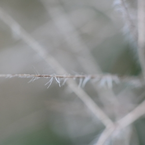 Photographie n°267829 du taxon Cotinus coggygria Scop. [1771]