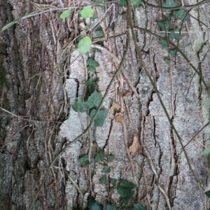 Photographie n°267836 du taxon Alnus cordata (Loisel.) Duby [1828]