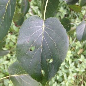 Photographie n°267841 du taxon Alnus cordata (Loisel.) Duby [1828]