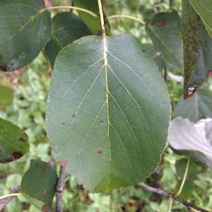 Photographie n°267847 du taxon Alnus cordata (Loisel.) Duby [1828]