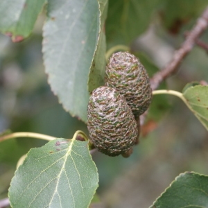 Photographie n°267852 du taxon Alnus cordata (Loisel.) Duby [1828]