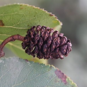 Photographie n°267856 du taxon Alnus cordata (Loisel.) Duby [1828]