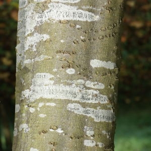 Photographie n°267863 du taxon Carpinus betulus L. [1753]