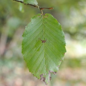 Photographie n°267872 du taxon Carpinus betulus L. [1753]