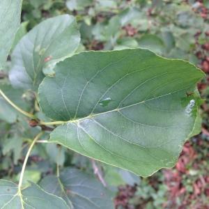 Photographie n°267881 du taxon Alnus cordata (Loisel.) Duby [1828]