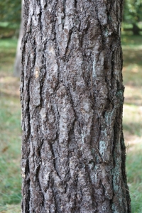 Hervé GOËAU, le 25 septembre 2014 (Amance (Arboretum d'Amance))