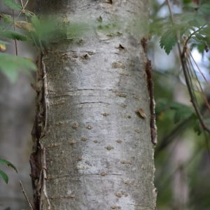 Photographie n°267901 du taxon Sorbus aucuparia L. [1753]