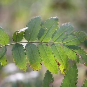 Photographie n°267905 du taxon Sorbus aucuparia L. [1753]