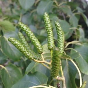 Photographie n°267906 du taxon Alnus cordata (Loisel.) Duby [1828]