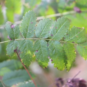 Photographie n°267907 du taxon Sorbus aucuparia L. [1753]