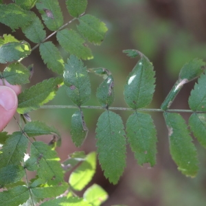 Photographie n°267908 du taxon Sorbus aucuparia L. [1753]