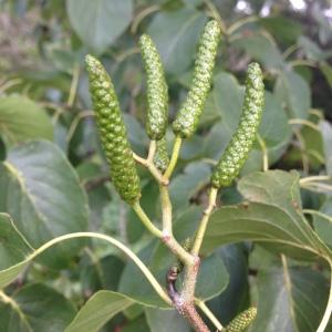 Alnus cordata (Loisel.) Desf. (Aulne à feuilles en coeur)