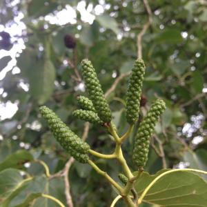 Photographie n°267913 du taxon Alnus cordata (Loisel.) Duby [1828]